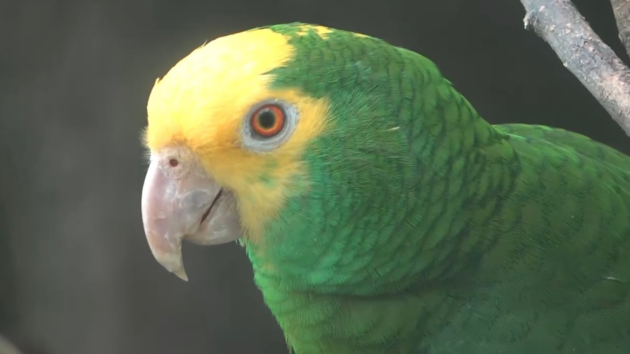 Yellow-headed Amazon, Bronx Zoo, New York