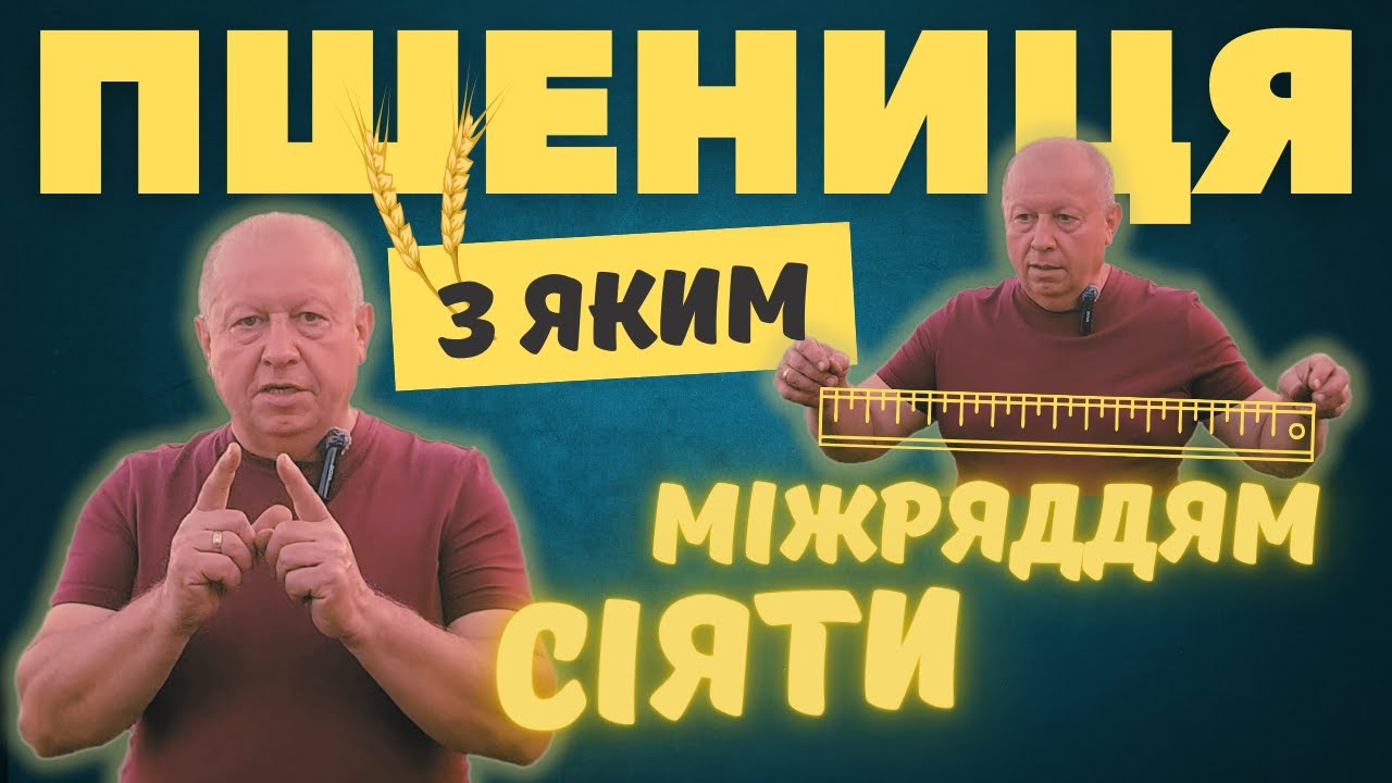 Озима пшениця. Ширина міжряддя. Чи впливає вона на кінцевий результат?