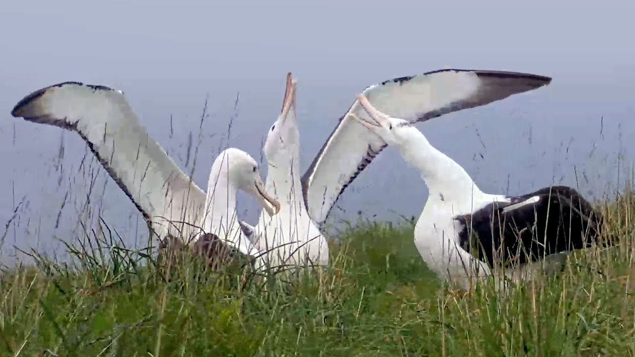Sky-calling Royal Albatross Trio Gets Acquainted in New Zealand | #RoyalCam | Cornell Lab