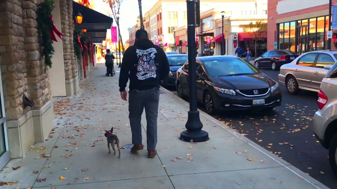 Min Pin, Roman! Min Pin Dog Training | Miniature Pinscher Dog Training