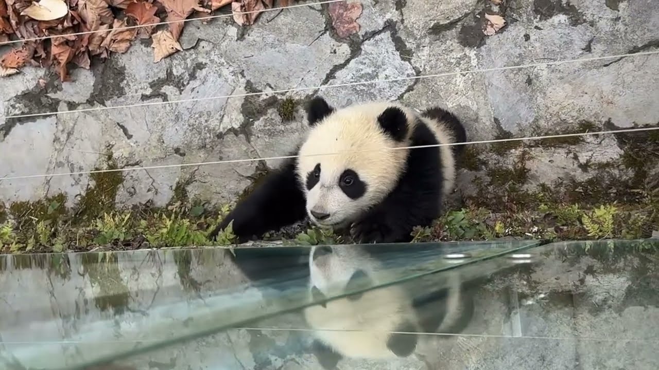 2月6日  玲琅的寶寶自己出来玩，爬河馬盆盆翻車了，標記媽媽標記過的地方  #大熊猫家美 #神树坪基地