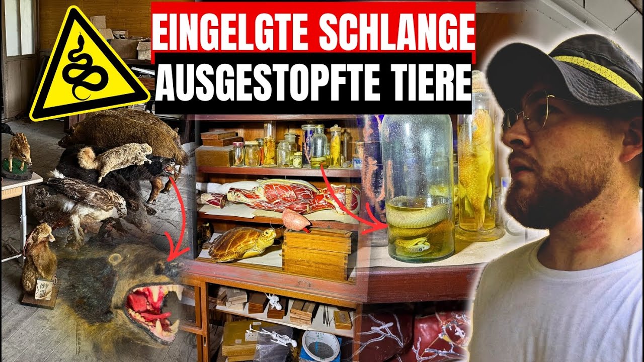 LOSTPLACE // AUSGESTOPFTE TIERE 🐗 und eingelegte SCHLANGEN 🐍 versteckt in den BERGEN JAPANS 😱🇯🇵