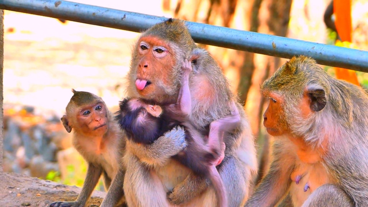 What happened mabe monkey Emila mebe sick.