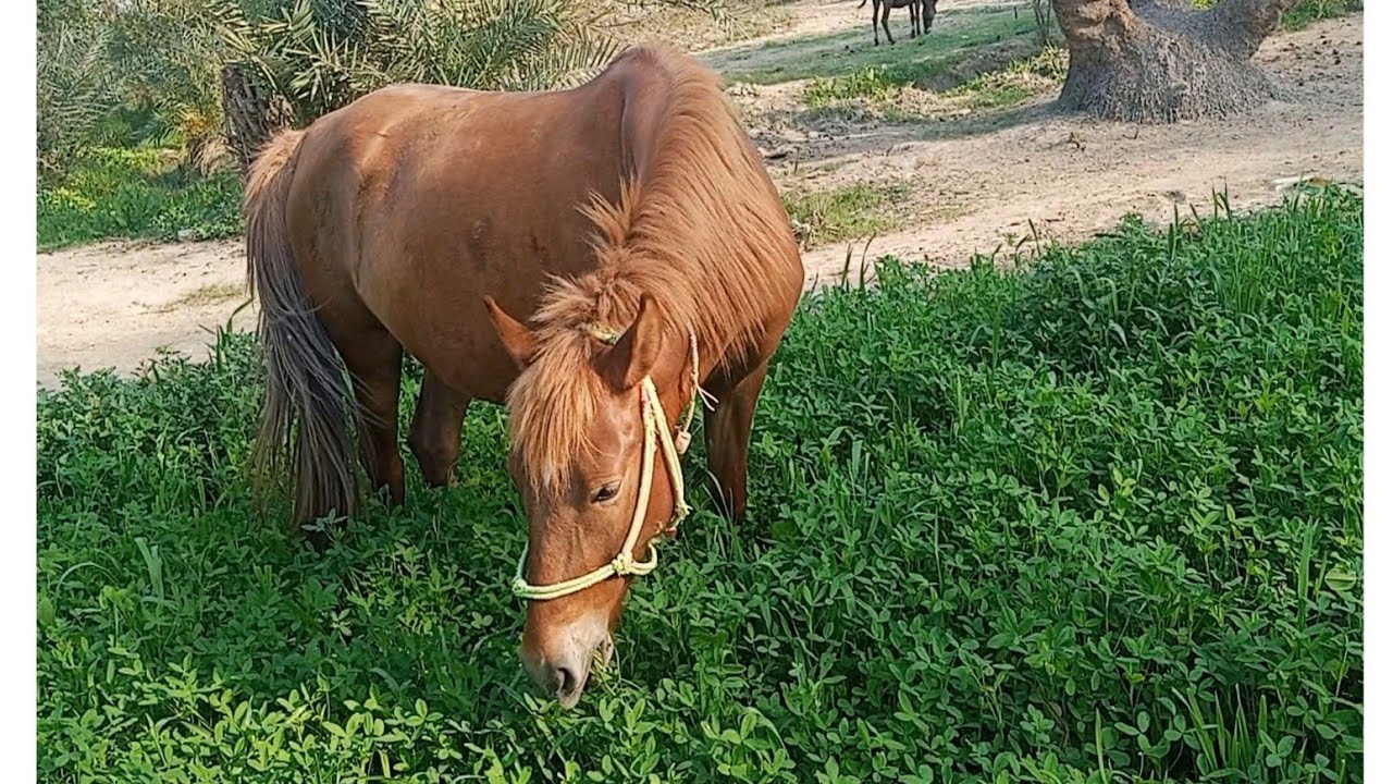 Like the horse, they tend to value freedom and self-reliance