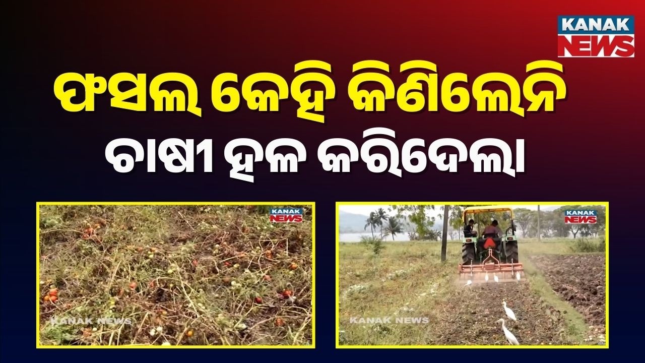 Ganjam Tomato Crisis: Farmers Run Tractor Over Crops as Prices Drop to ₹2 Per KG