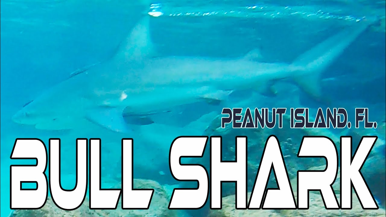 BULL SHARK @ PEANUT ISLAND FL. SNORKELING With @ “HUNNA & LIB” You-Tube!!