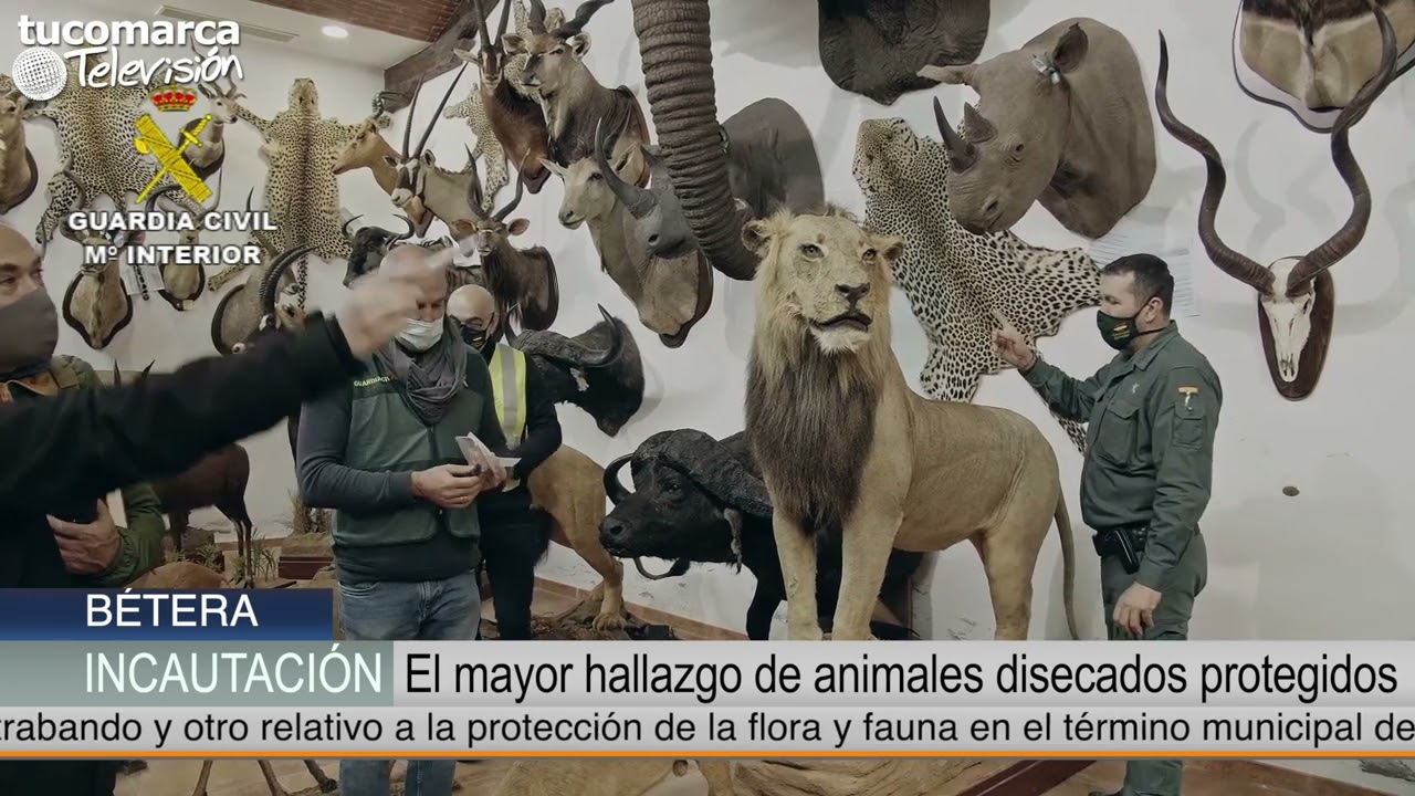 Así ha sido la incautación en Bétera del mayor museo clandestino de animales disecados de España