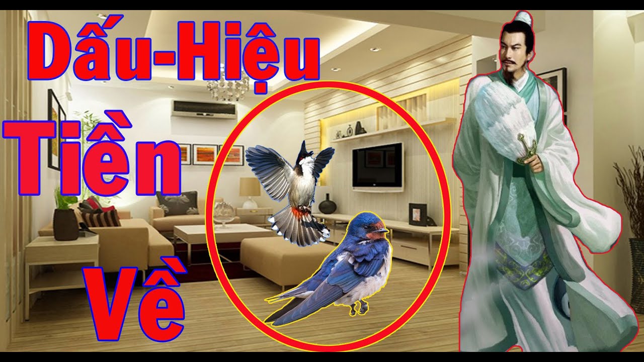 CHIM BAY VÀO NHÀ là điềm cát hay hung  nên làm gì  hóa giải thế nào