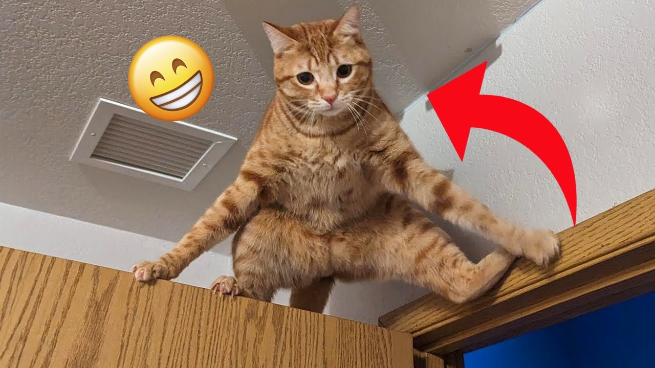 Cute Cat and Dogs Funny Moments 😂 | The Funniest Cat Dog Videos Ever #funnycats
