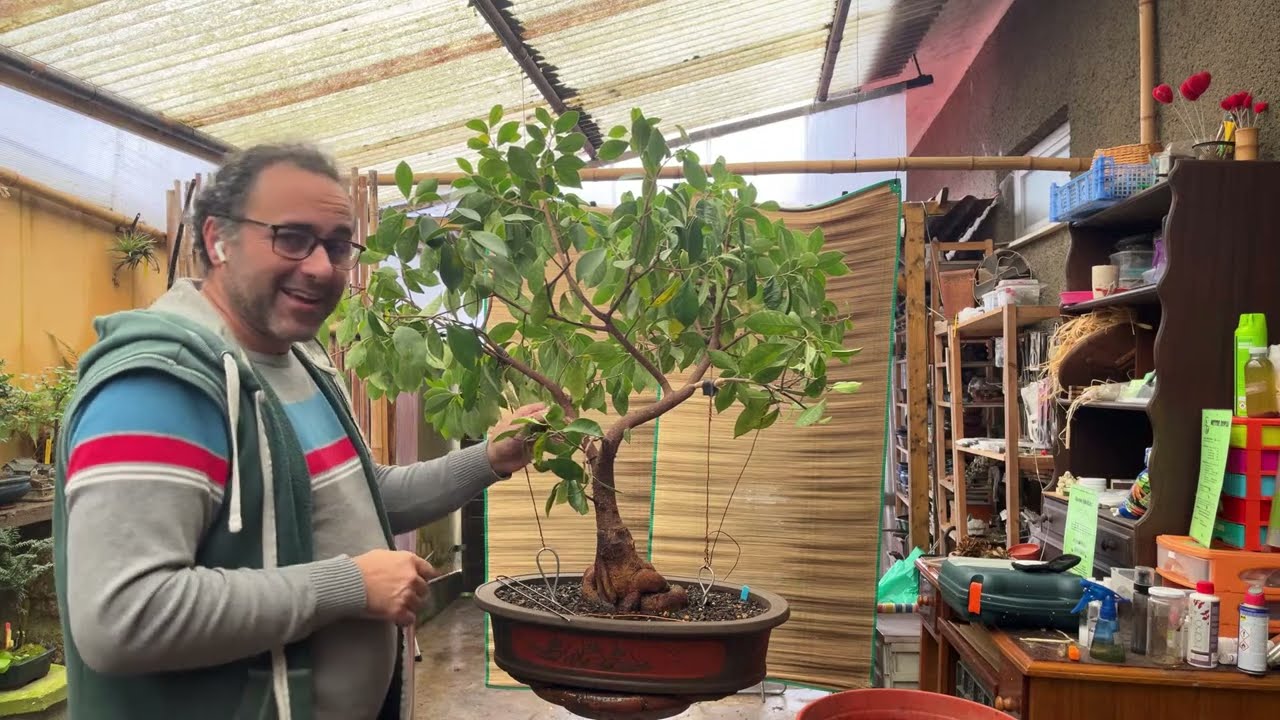 Ficus bem grande. Parte 2 Poda e estetica