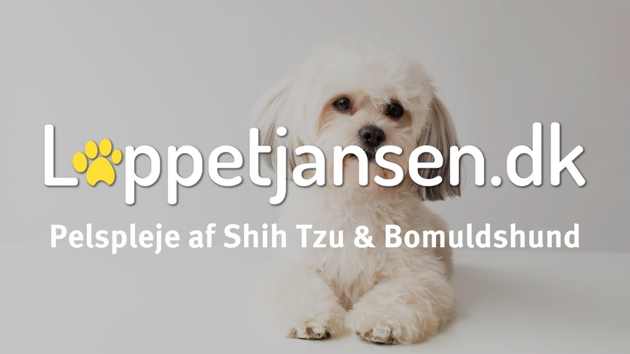 Pelspleje af Shih Tzu og Bomuldshund