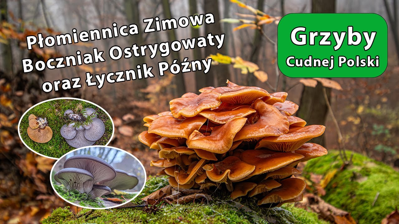 Płomiennica Zimowa, Boczniak Ostrygowaty i Łycznik Późny