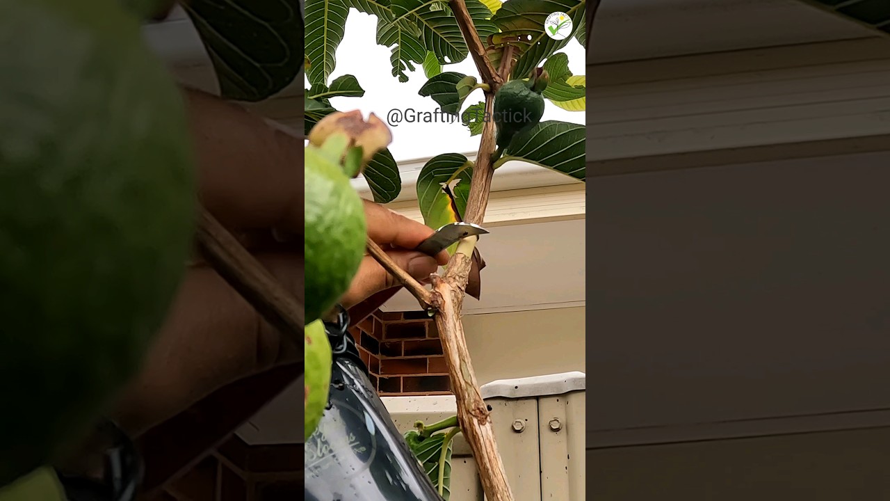 clone a guava tree 🍃 superb technique #graftingtactick #garden #grafting #plantgrafting #marcotting