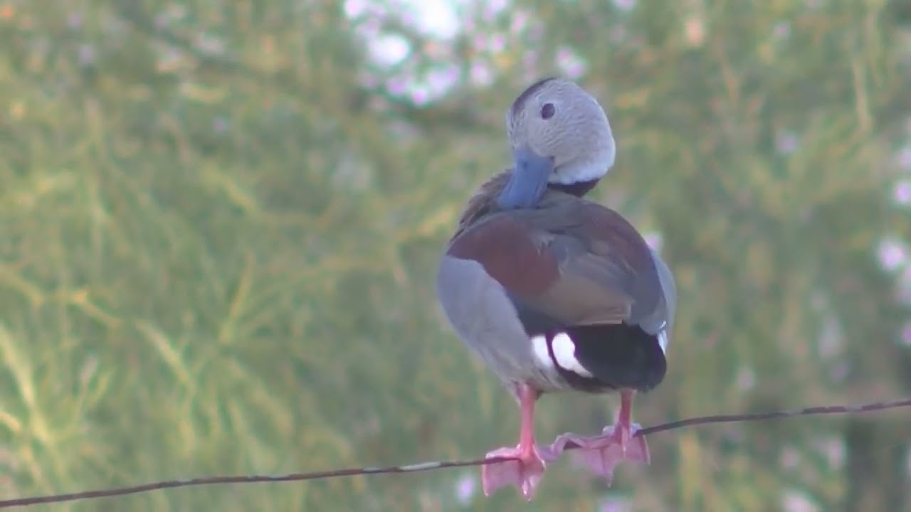 Pato de collar Callonetta leucophrys Biología Santa Fe Argentina 2023