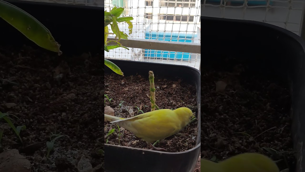 loves to play 