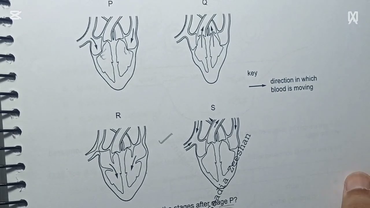 Transport in animals, Q1-40 topical past papers (2014-2021), Paper 2 (Part 1) 🌷💥💫 IGCSE Biology 🧪📜⚡