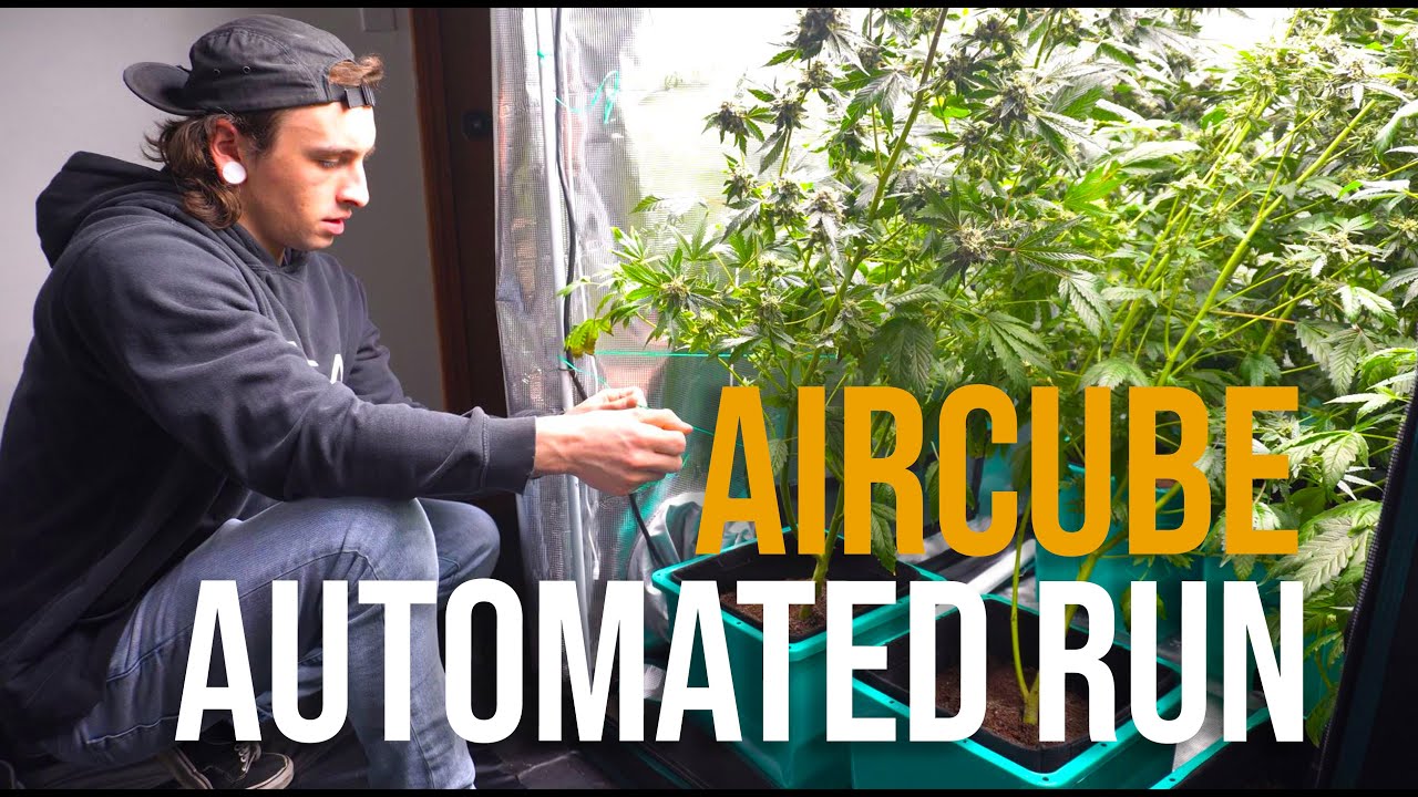 The Easiest Way I've Ever Grown Weed From Home - Aircube System