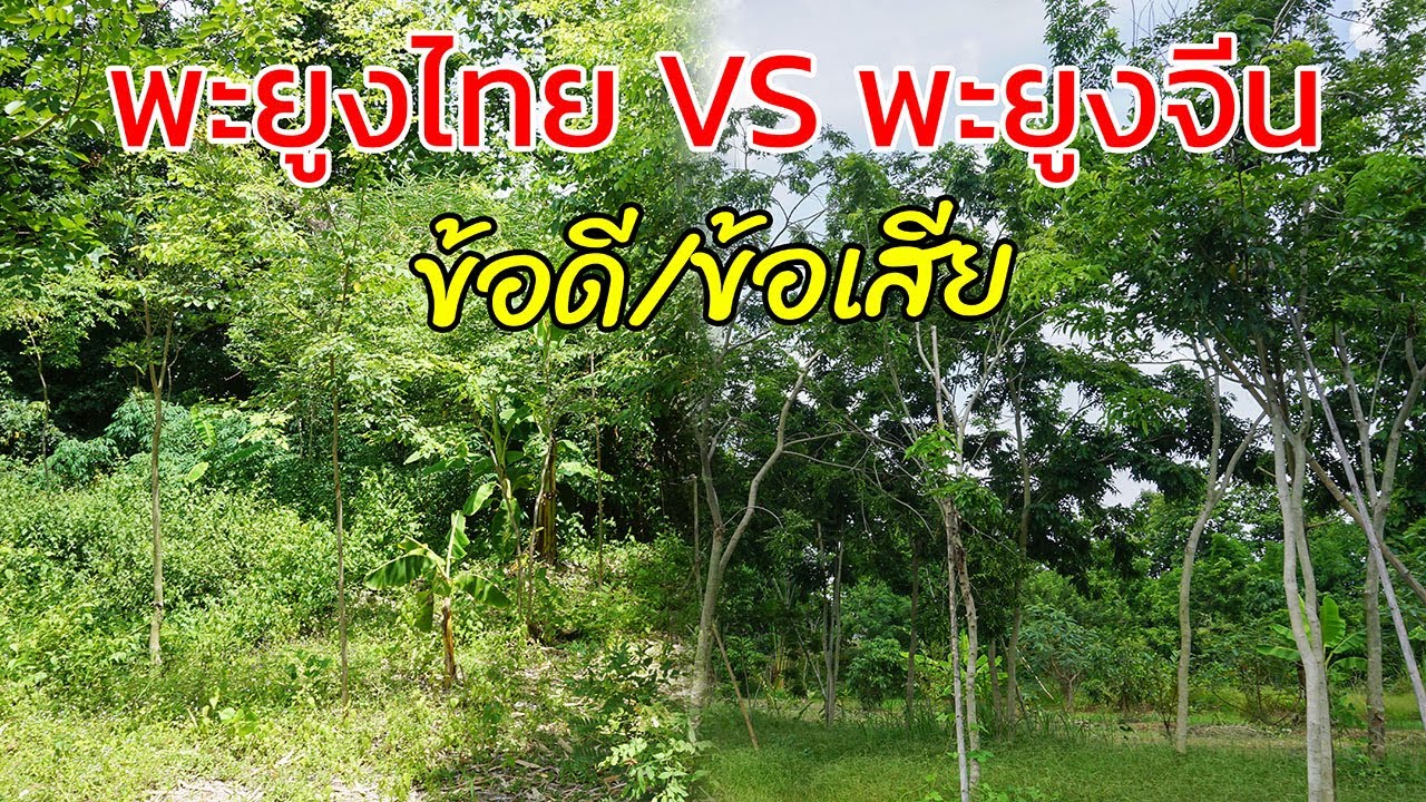 ข้อดีเเละข้อเสียของไม้พะยูงจีน กับ ไม้พะยูงไทย