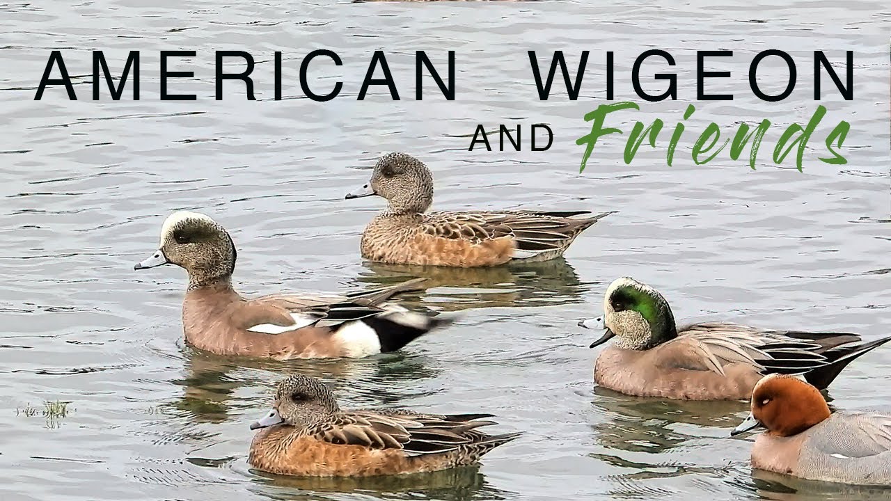 AMERICAN WIGEON, EURASIAN WIGEON, STORM WIGEON - Birds of a Feather, Flock Together - NIKON P1000