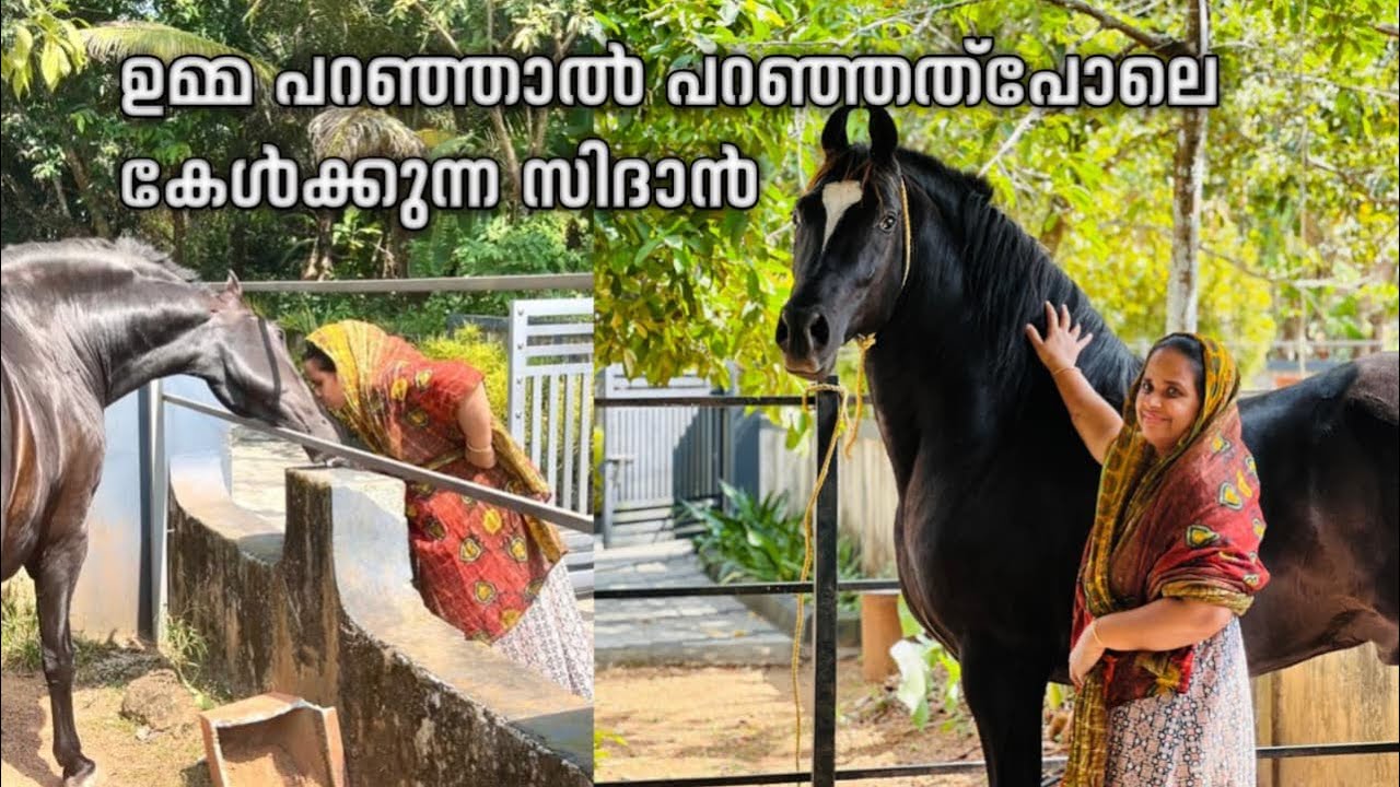 ഉമ്മ പറഞ്ഞാൽ അത്പോലെ അനുസരിക്കുന്ന സിദാൻകുതിര Horse shanupaliyar 
