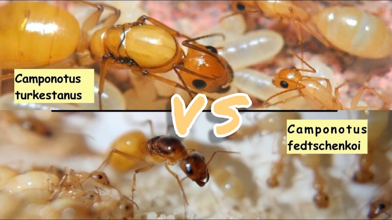 Разница между CAMPONOTUS TURKESTANUS и CAMPONOTUS FEDTSCHENKOI