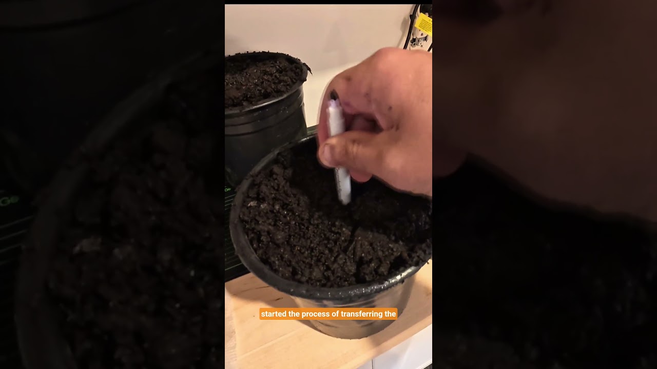 Home Grow of some Grandaddy Purple. Germination & Seedling Stage.