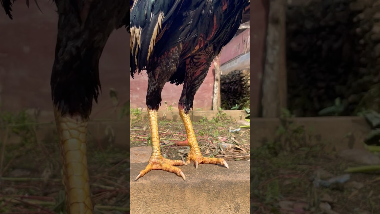 Fighting cock🔥#roosterfarm #rooster #chicken