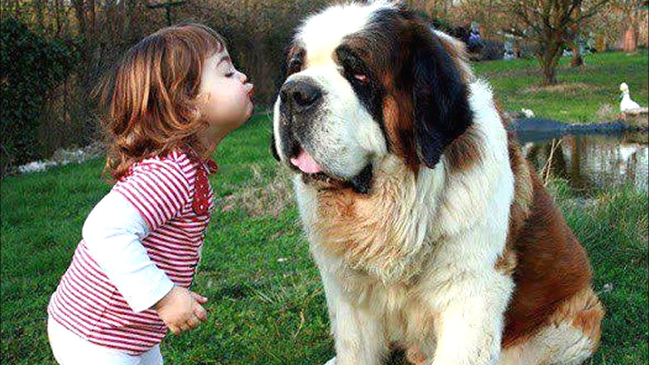 Baby Playing with St Bernard Dog A Beautiful friendship | Dog loves Baby Compilation