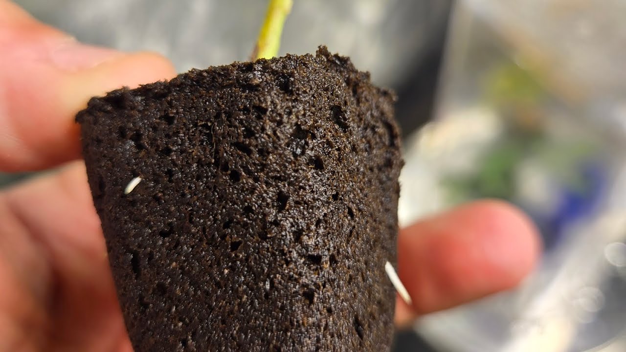 Grow weed easy!!! What would I do different.  Changes coming!!! 🪴 🪴 🪴 Clone cannabis!!