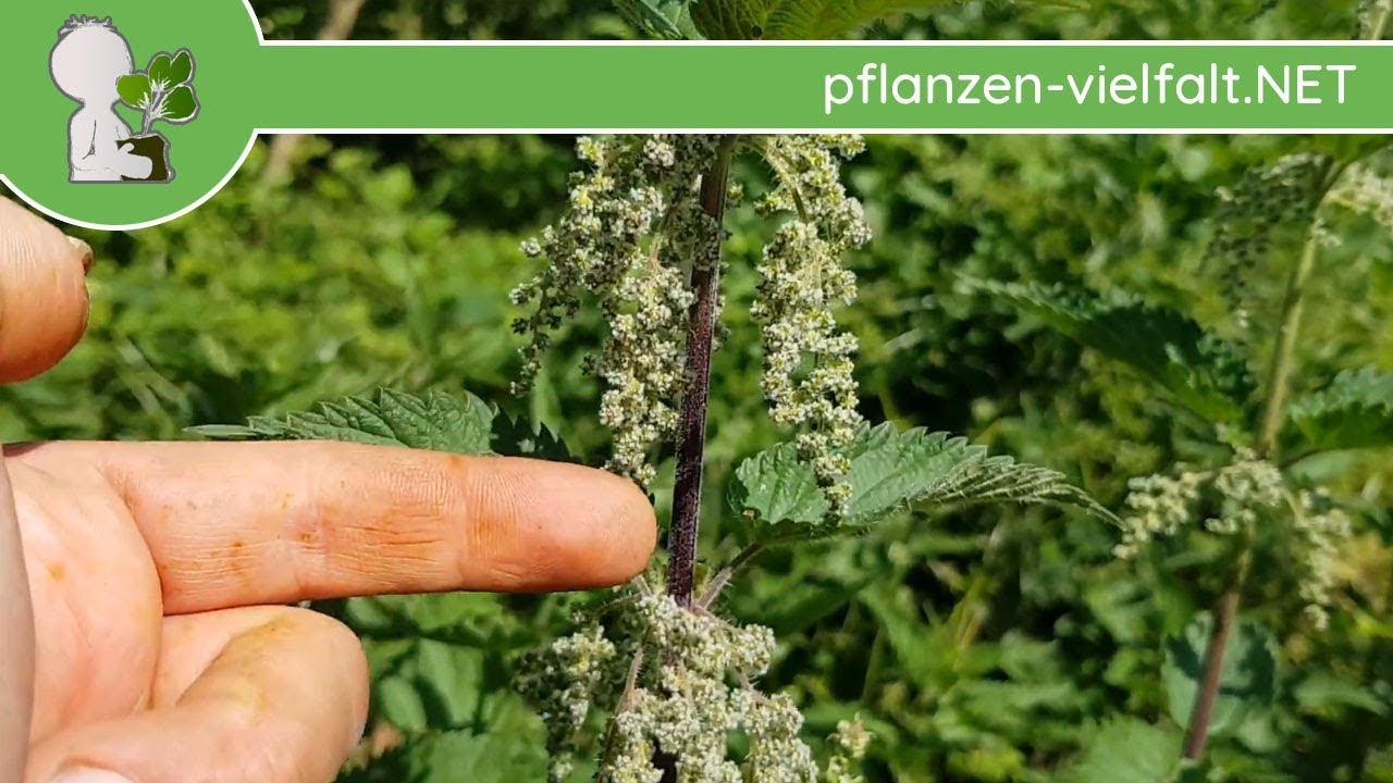 Gro&szlig;e Brennnessel - weibliche Bl&uuml;te - 23.05.18 (Urtica dioica) - essbare Wildpflanzen Bestimmung