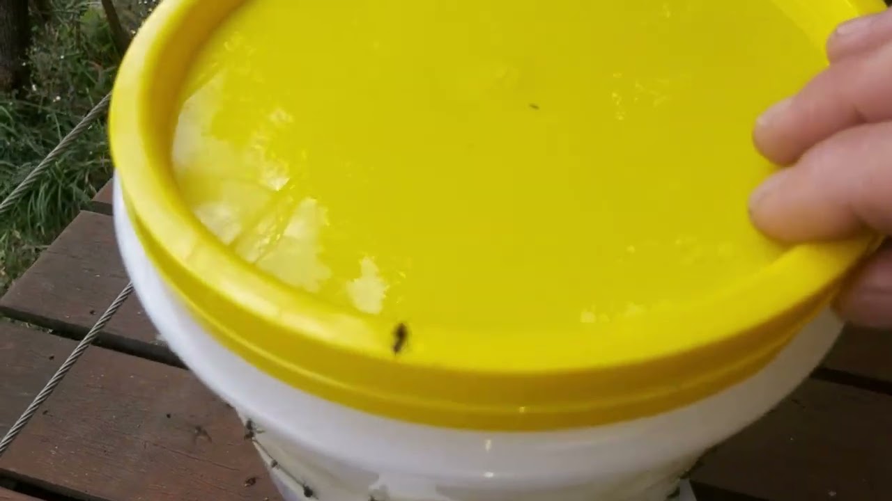 Easy Stingless Bee Feeder