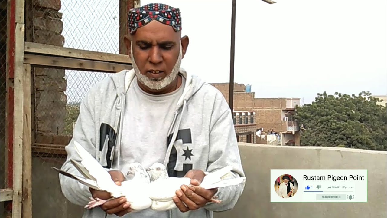 Vehshi Chitte Jhon Sire | Teddy Chittiyan Akhan Wale | Faisalabad | Rustam Pigeon Point #chidimaar