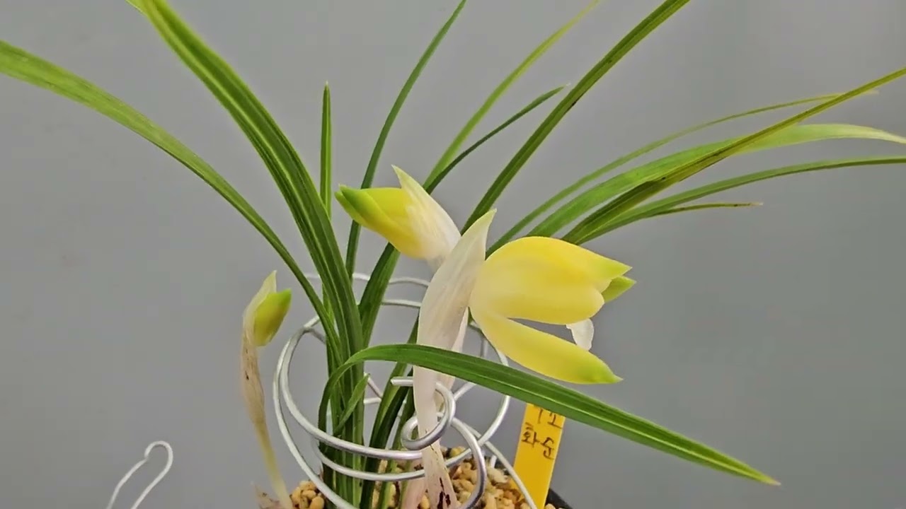 색소심 꽃3대  010~8747~3389 010~8747~3389  ( 30만원)