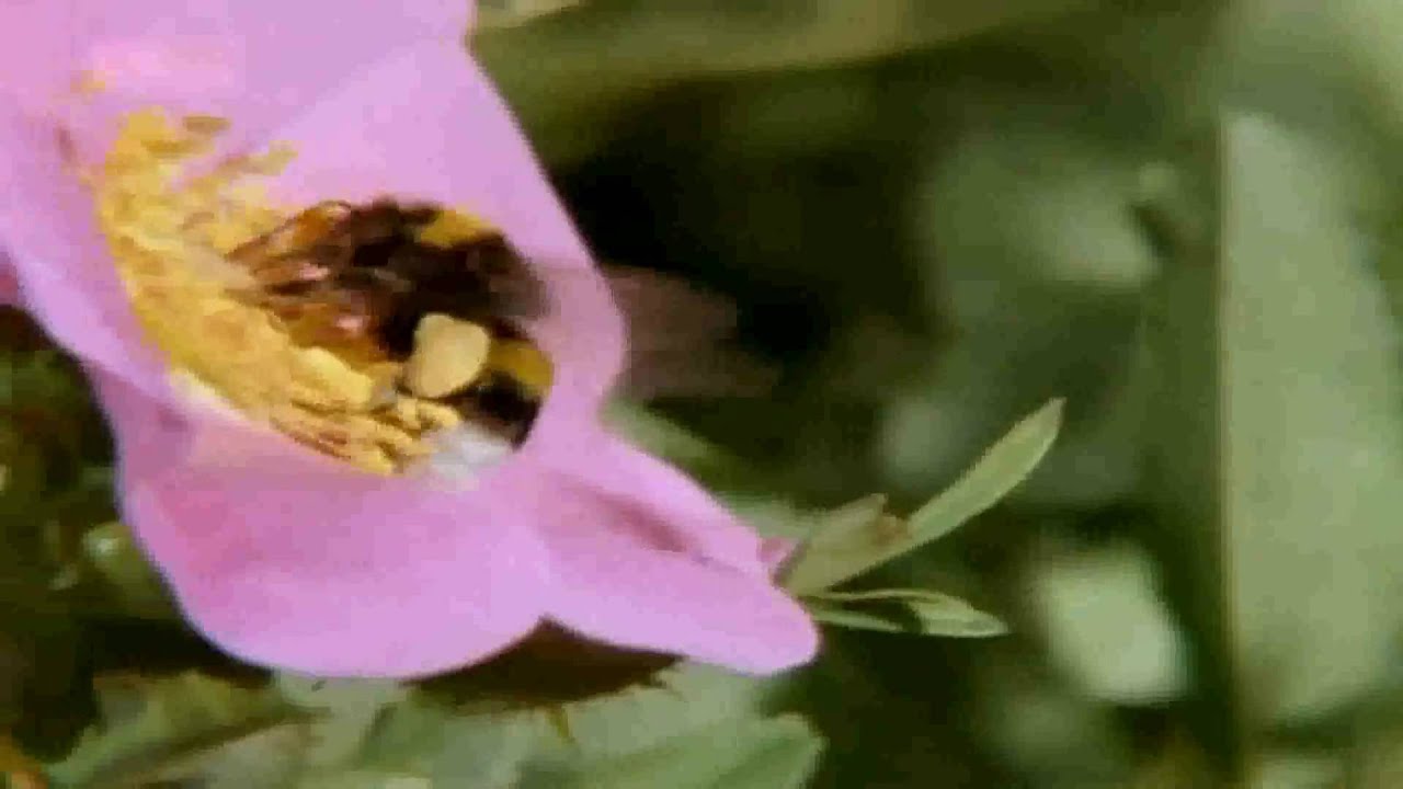 Der Hummelstaat 1/3