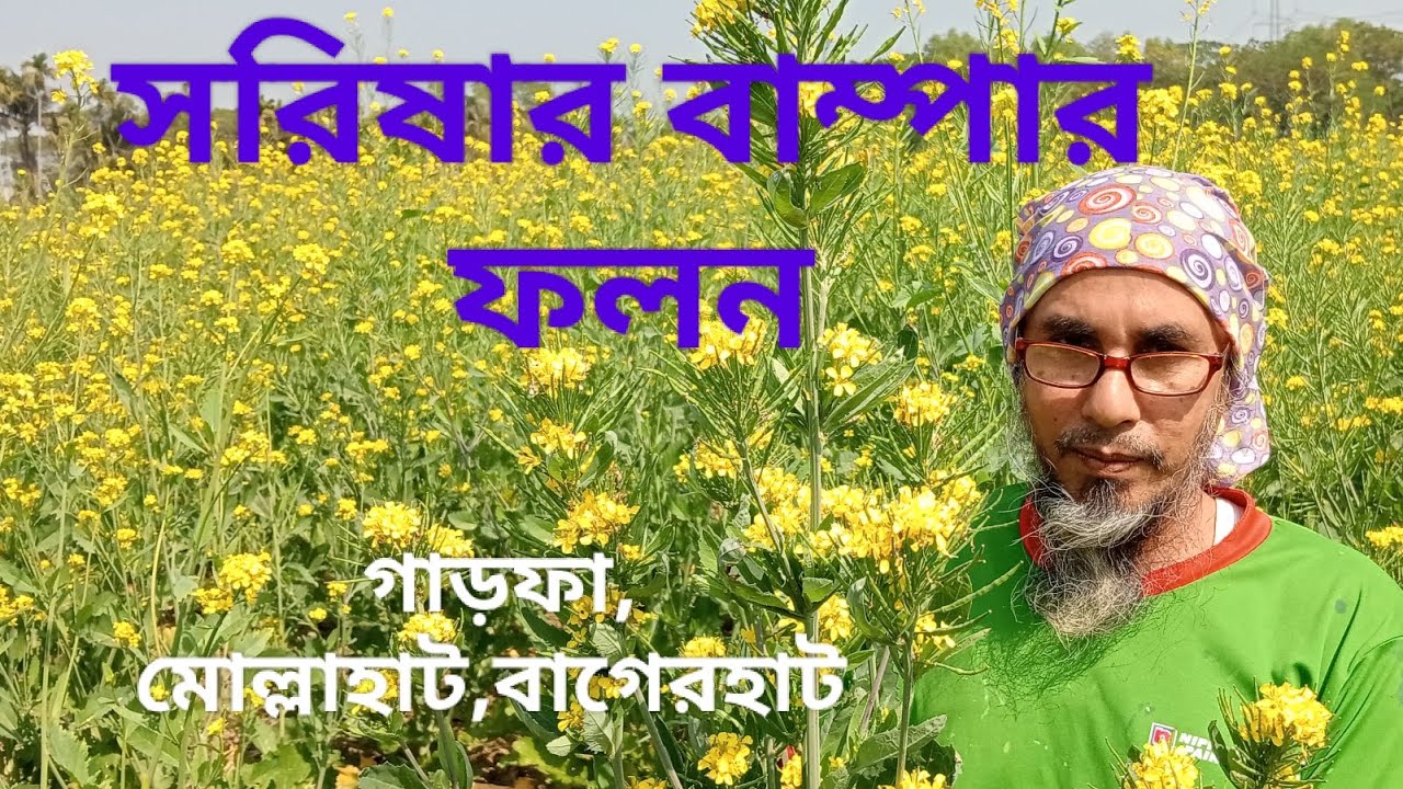 সরিষার বাম্পার ফলন। #farming #farmlife #farm #farmer #farmers #videoviral #videos 