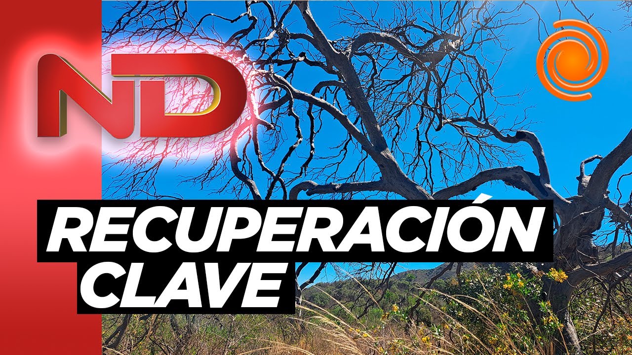 ¿QUÉ hacer para restaurar el ambiente después de los INCENDIOS? | El fuego consumió 9mil hectáreas