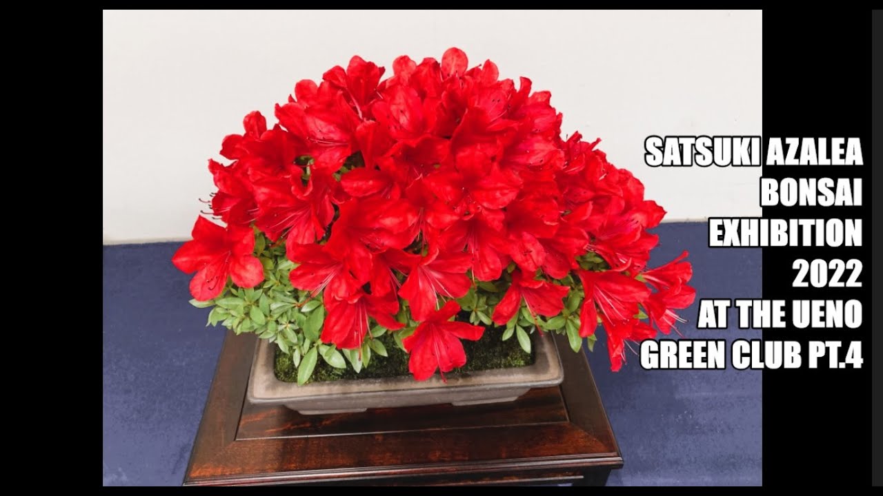 Satsuki Azalea Bonsai Exhibition 2022 at the Ueno Green Club, (Satsuki Festival) さつきフェスティバル　PART 4