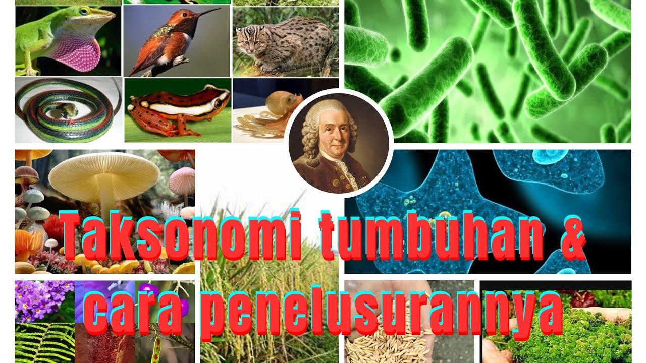 Taksonomi tumbuhan & cara penelusurannya