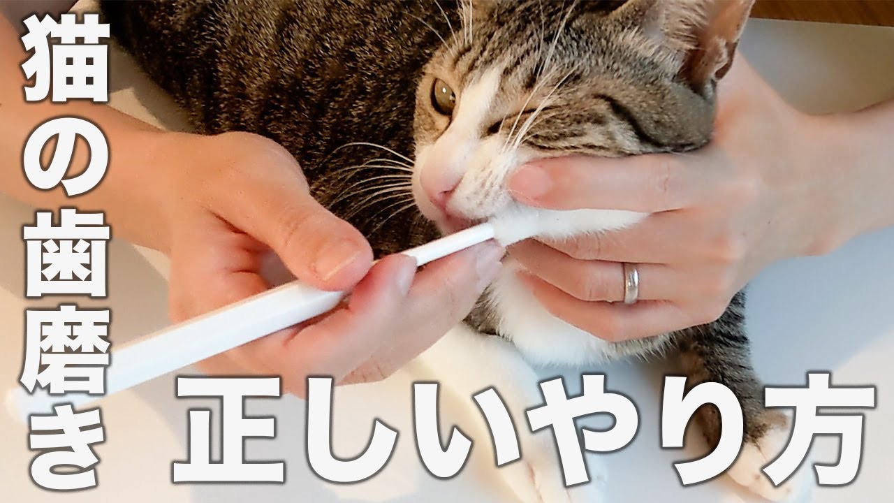 【猫　歯磨き】獣医師が正しいやり方を完全解説[実演]