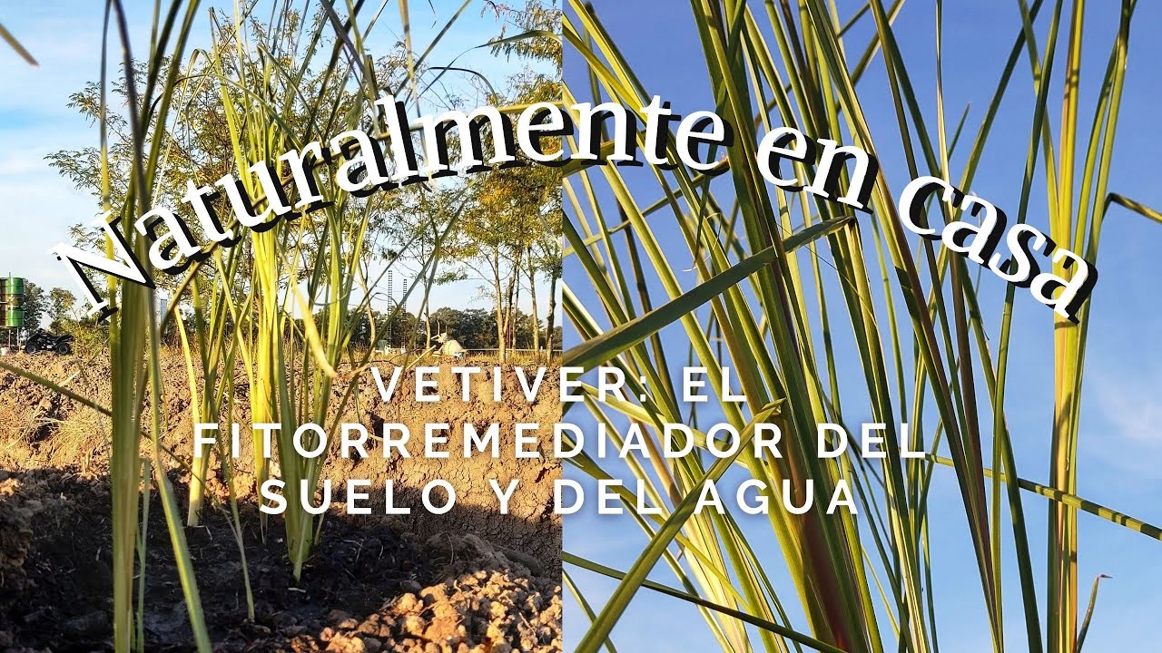 Huerta Vetiver: la fitorremediación de agua y suelo