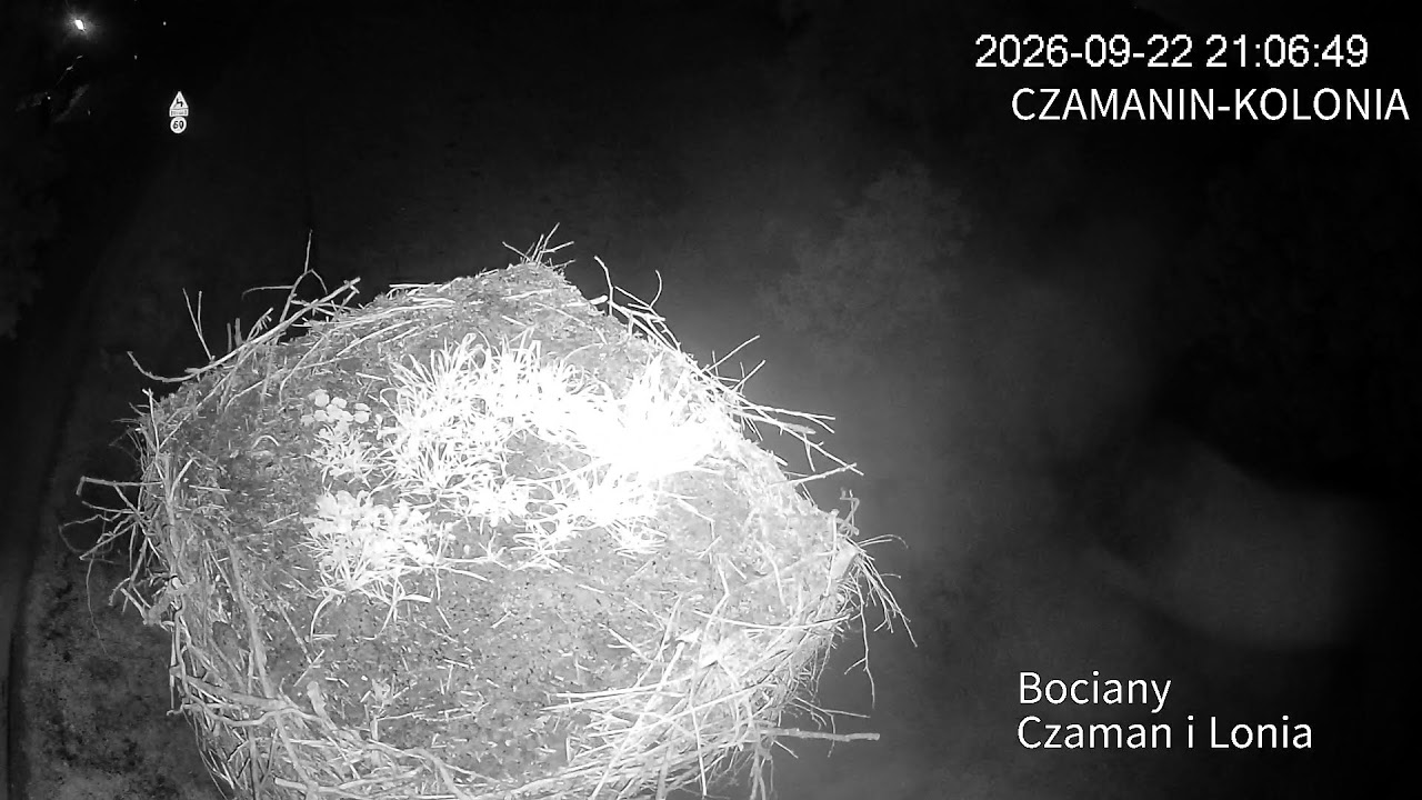 Bocianie gniazdo - Czamanin-Kolonia, Gmina Top&oacute;lka - SEZON 2026