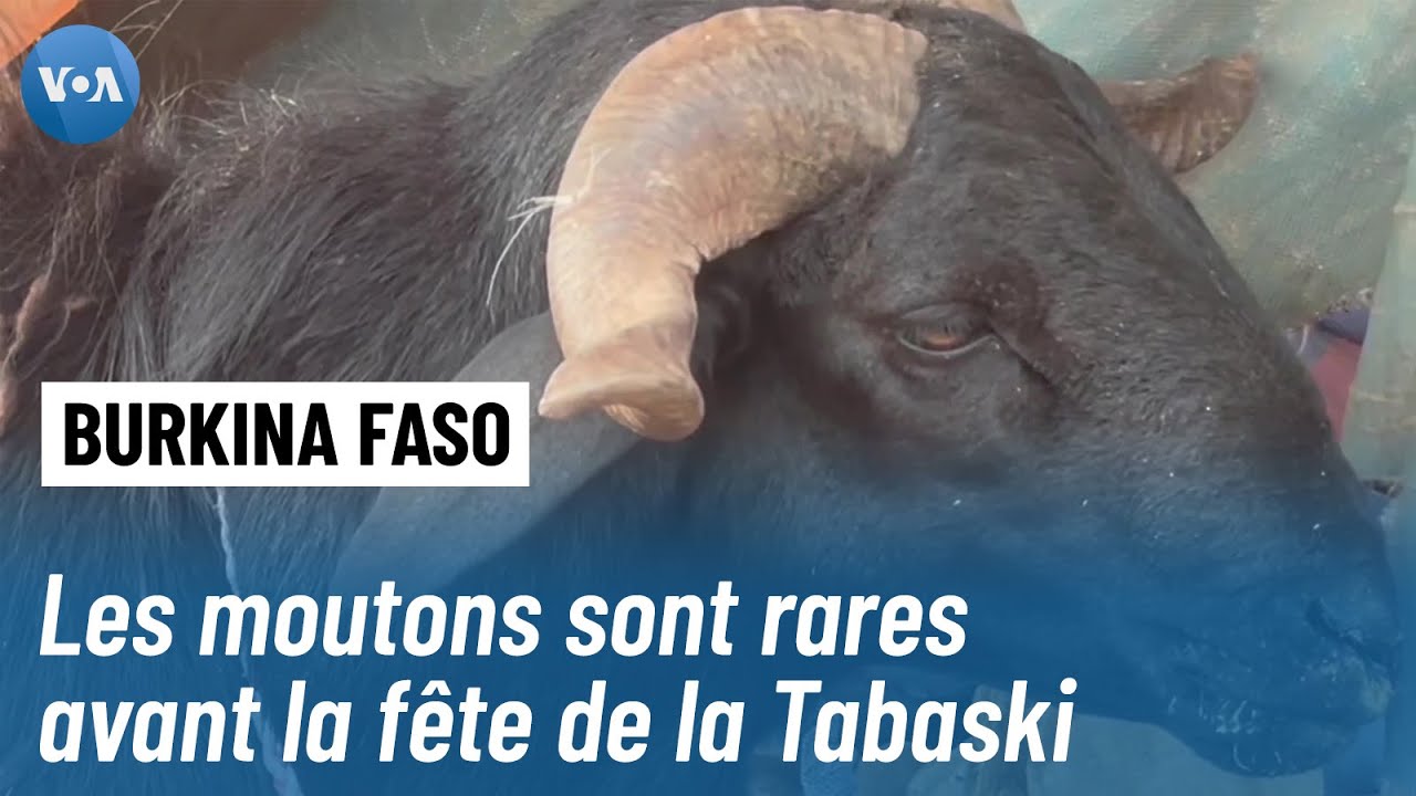 Au Burkina, les moutons sont rares avant la fête de la Tabaski