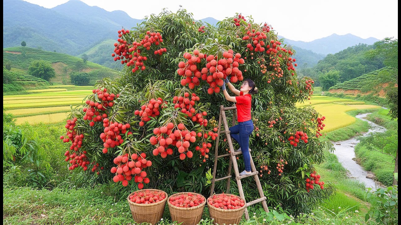 Harvesting Lychees For Market | Countryside Farm Life Off Grid