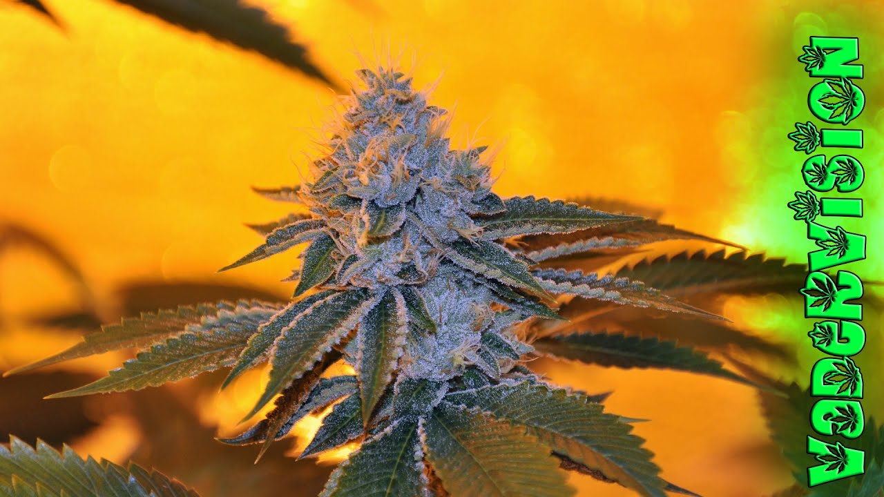 Cannabis Photography Tip plus Building and Cloning!