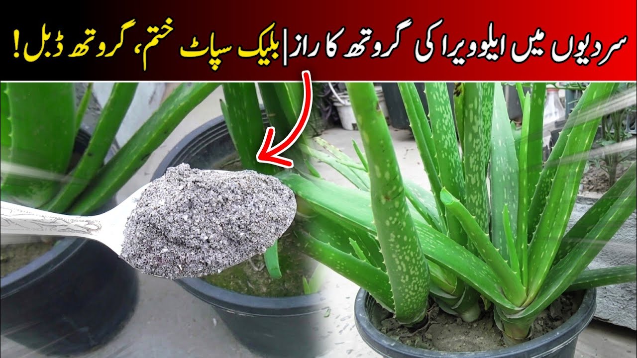 Organic fertilizer for aloe vera plants in winter|sardiyon mein aloe vera ko kaun si khad den?