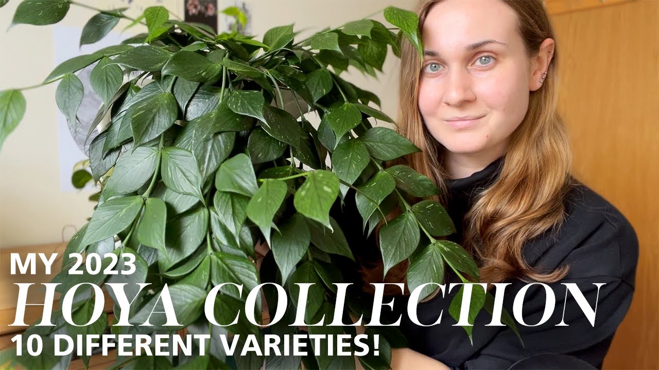 My entire Hoya collection! 10 different varieties | Hoya Tour