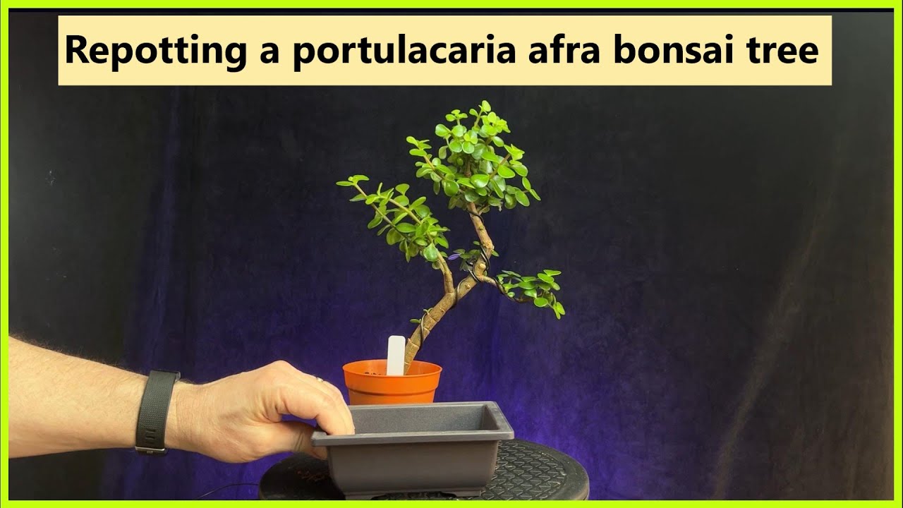Repotting a portulacaria afra bonsai / #bonsai #pruning #repotting #portulacariaafra #dwarfjade