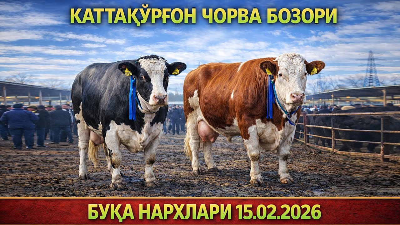 САМАРҚАНД КАТТАҚЎРҒОН МОЛ БОЗОРИДАГИ СЎНГГИ НАРХЛАР | МОЛ, ҚЎЙ, ЭЧКИ, ОТ НАРХЛАРИ 15.02.2026