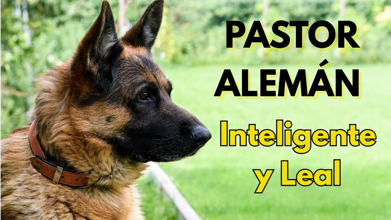 “Pastor Alemán: El perro más inteligente, noble y protector 🐕❤️”
