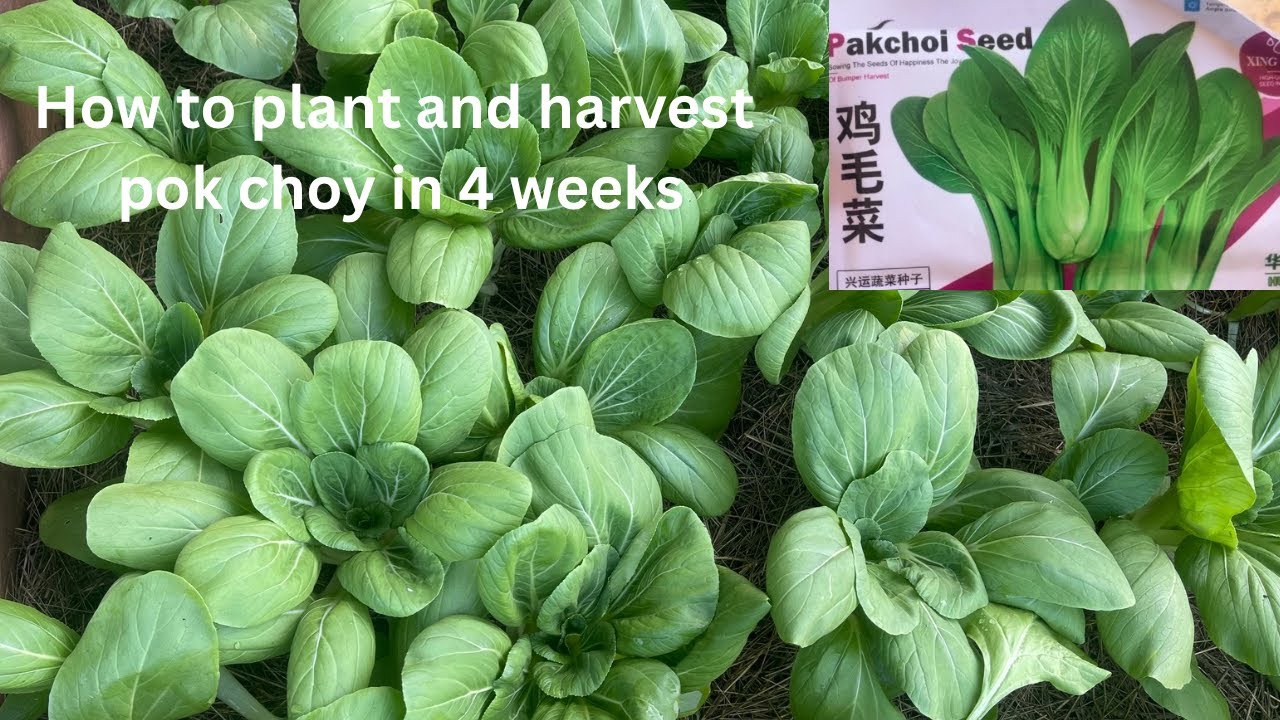 How to grow bok choy and harvest in just 4 weeks /step by step guide for beginners 